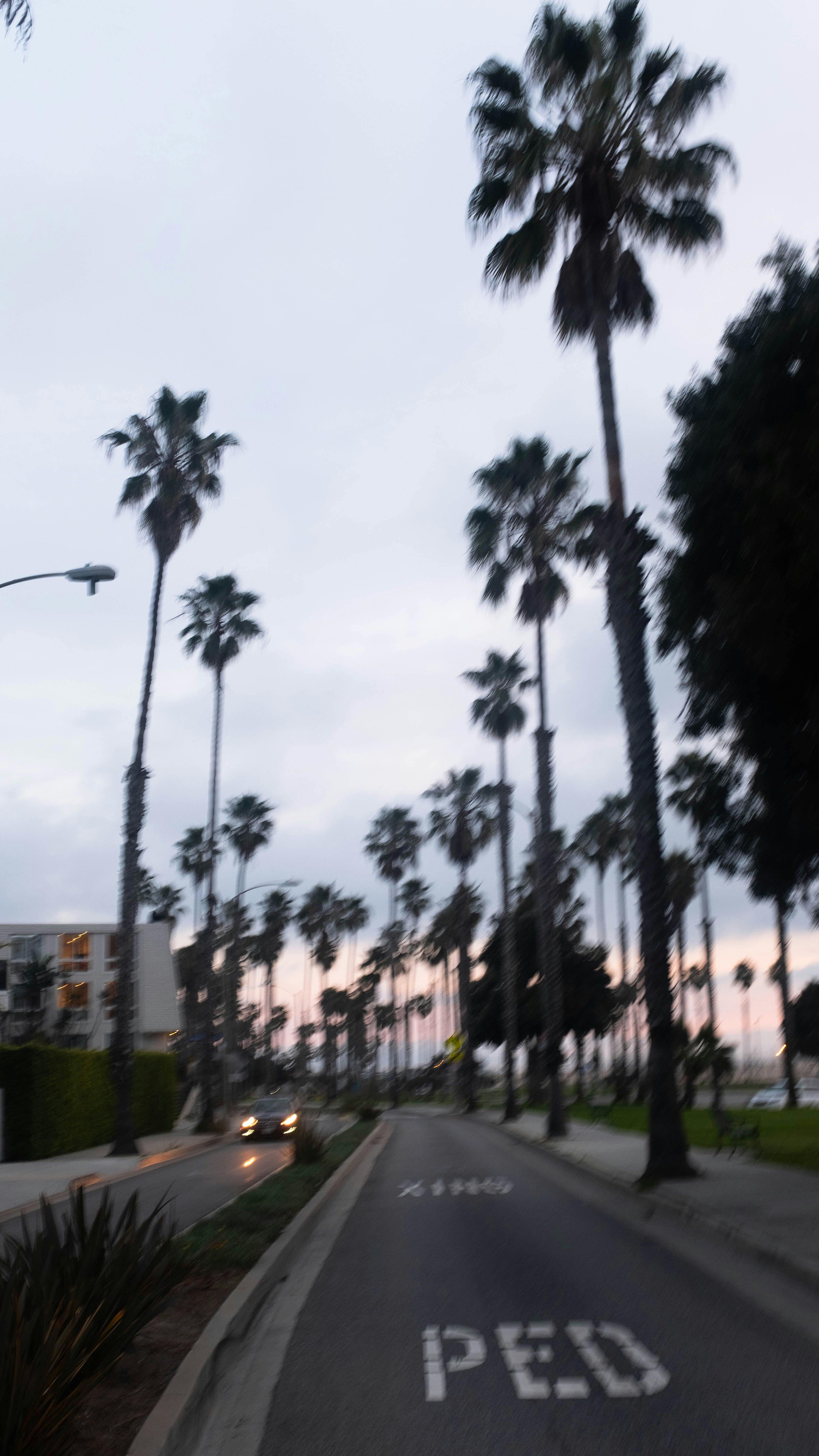 Blurry palm trees on an empty street